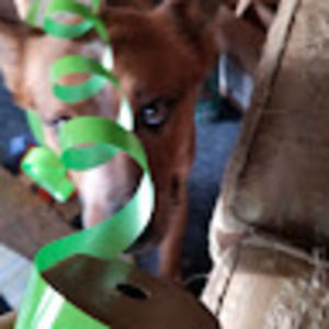 Meet your Posher, Charm